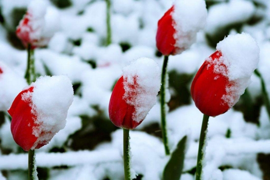 哪些花冬季也能开花：12种超耐寒花卉盘点
