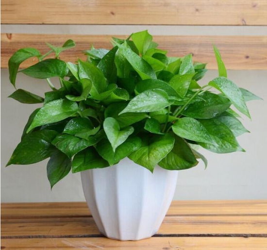 降温后盆栽如何养护：16种植物入冬养护技巧