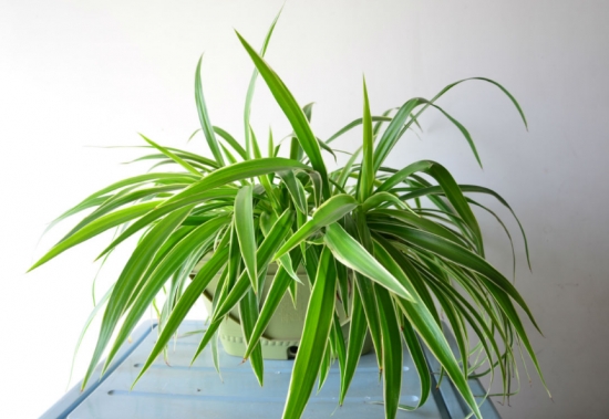 降温后盆栽如何养护：16种植物入冬养护技巧