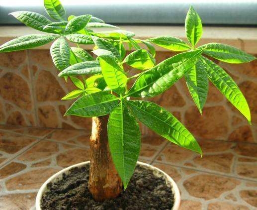 降温后盆栽如何养护：16种植物入冬养护技巧