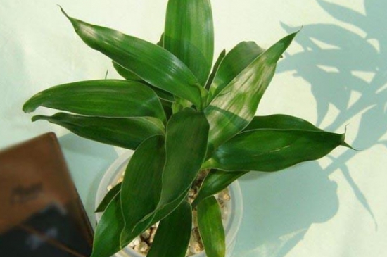 降温后盆栽如何养护：16种植物入冬养护技巧