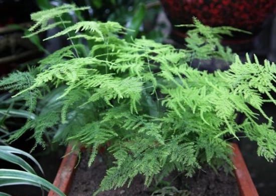 降温后盆栽如何养护：16种植物入冬养护技巧