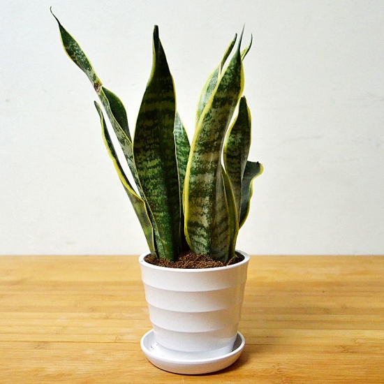 降温后盆栽如何养护：16种植物入冬养护技巧