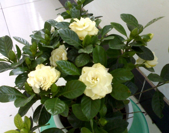 降温后盆栽如何养护：16种植物入冬养护技巧