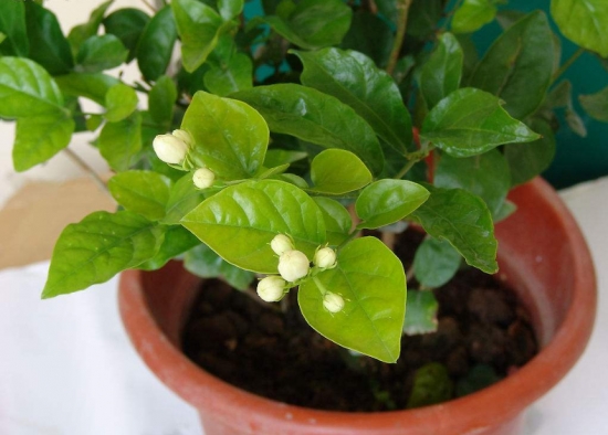 降温后盆栽如何养护：16种植物入冬养护技巧