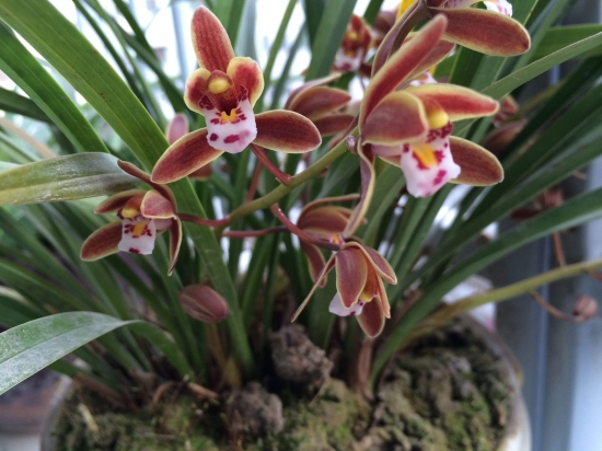 降温后盆栽如何养护：16种植物入冬养护技巧