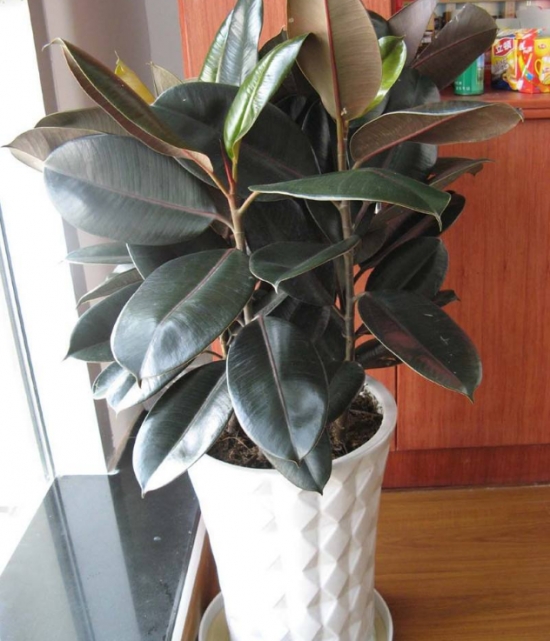 降温后盆栽如何养护：16种植物入冬养护技巧