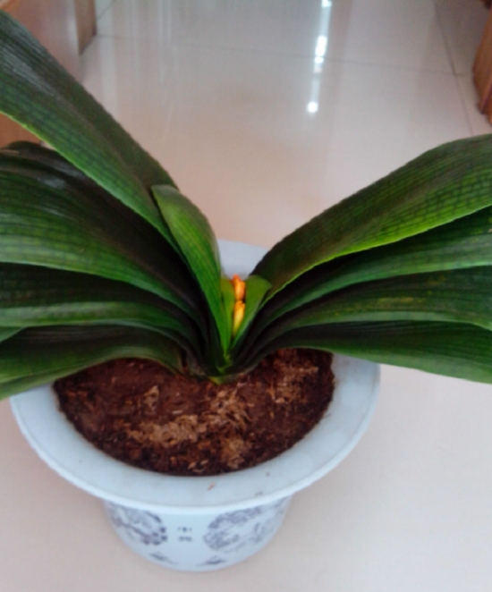 养花技巧：酒也能养花，你听说过吗