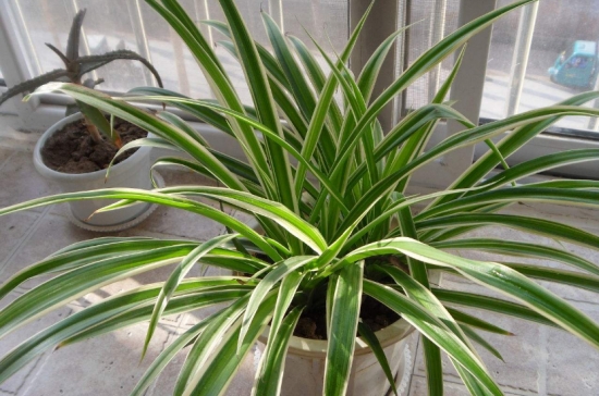 养花技巧：酒也能养花，你听说过吗