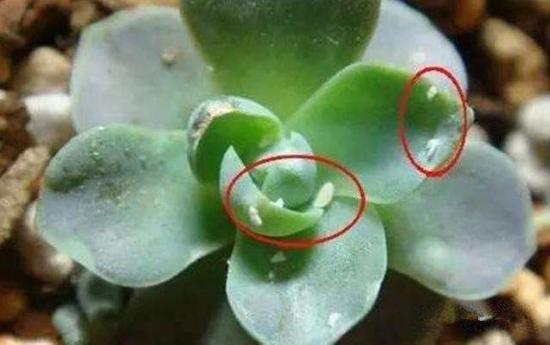 养花技巧：酒也能养花，你听说过吗