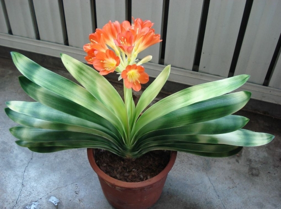 养花技巧：酒也能养花，你听说过吗