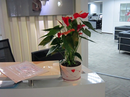 花的颜色（香味）与风水