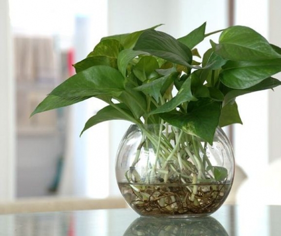 花的颜色（香味）与风水