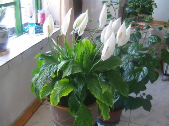 花的颜色（香味）与风水