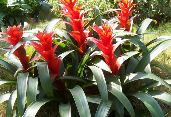 养什么植物能带来好运：不同生肖所养殖的植物不同