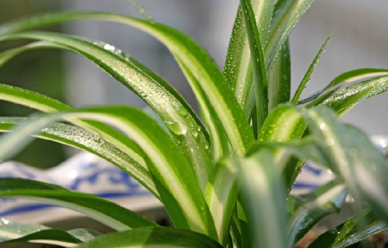 养什么植物能带来好运：不同生肖所养殖的植物不同