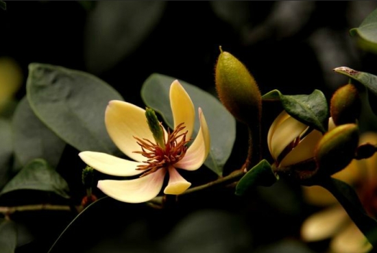 养什么植物能带来好运：不同生肖所养殖的植物不同