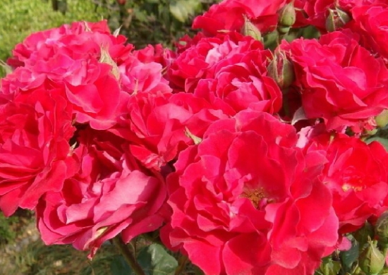 封闭阳台适合种哪种花卉植物：一年生的草本花卉或小型观叶植物