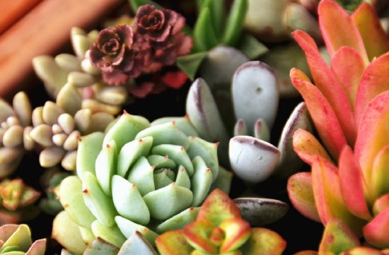 封闭阳台适合种哪种花卉植物：一年生的草本花卉或小型观叶植物