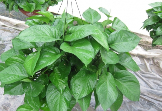 适合新房养殖的花草：观叶植物为佳