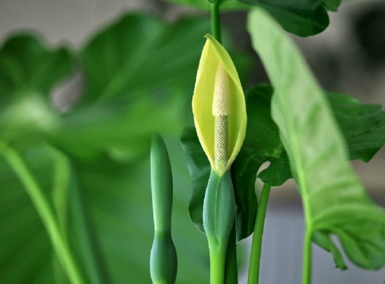 适合新房养殖的花草：观叶植物为佳