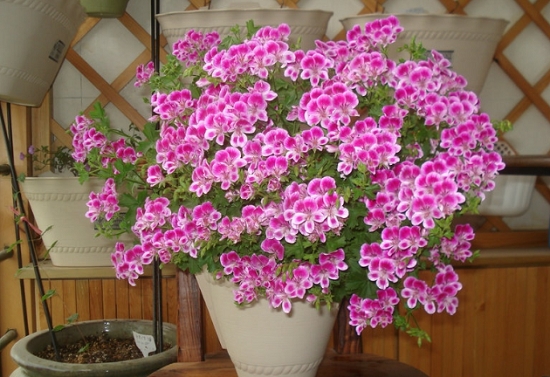 九种禁止摆放在卧室的花卉：花卉虽美，但不能乱摆放