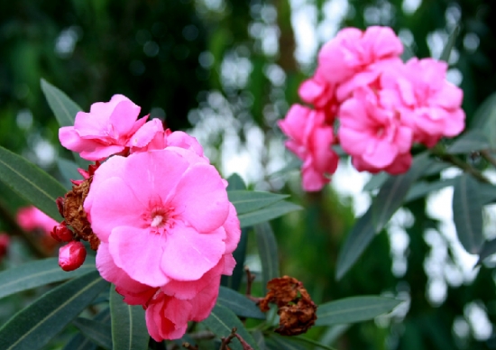 九种禁止摆放在卧室的花卉：花卉虽美，但不能乱摆放