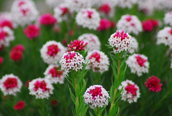 九种禁止摆放在卧室的花卉：花卉虽美，但不能乱摆放