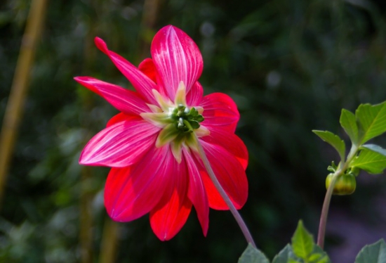 花的结构：由花冠、花萼、花托、花蕊组成