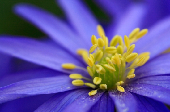 花的结构：由花冠、花萼、花托、花蕊组成