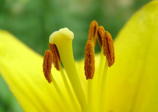 花的结构：由花冠、花萼、花托、花蕊组成