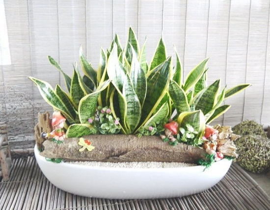 卫生间摆放什么花好：卫生间摆放花卉最佳选择是观叶植物