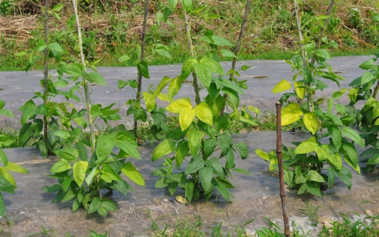 叶子发黄缺什么：花卉黄叶可能由于缺乏某种要素引起