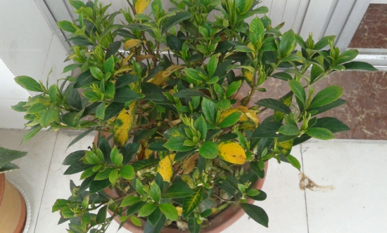 叶子发黄缺什么：花卉黄叶可能由于缺乏某种要素引起