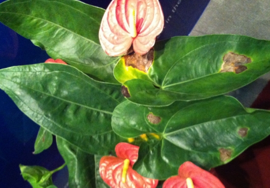 花叶子发黄如何办：发黄的原因及处理办法