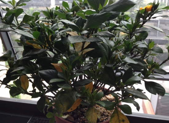 花叶子发黄如何办：发黄的原因及处理办法