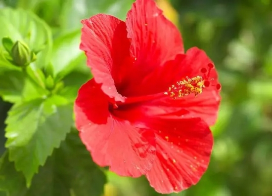 花卉的栽培技术：土壤、浇水、施肥、光照、通风、换盆