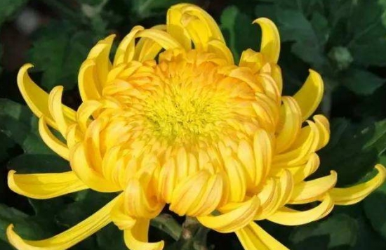 花的种类和分类