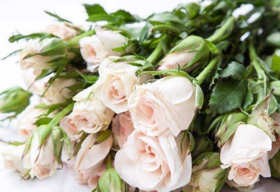 花的种类和分类