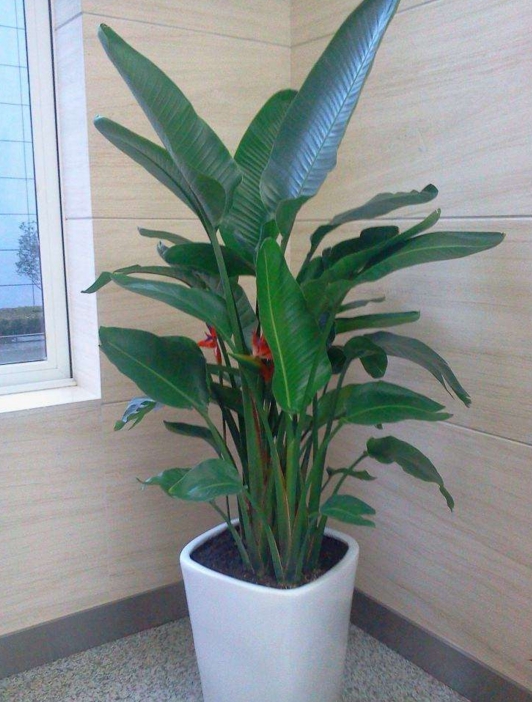 花的种类和分类