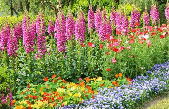 花的种类和分类