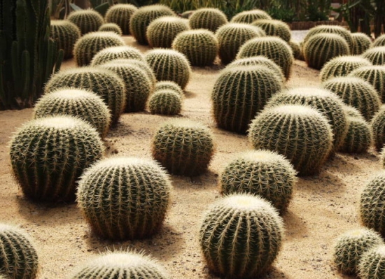 花的种类和分类