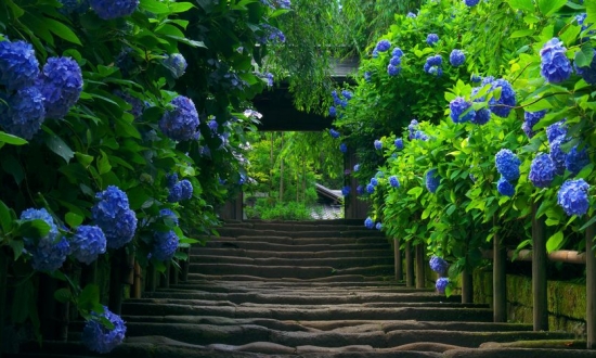 花的种类和分类