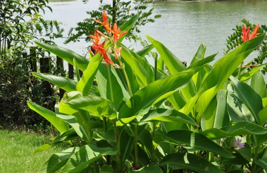 花的种类和分类