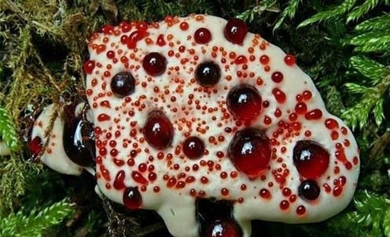 出血芽菌 奇花异草有哪些:没有最奇特只有更奇特