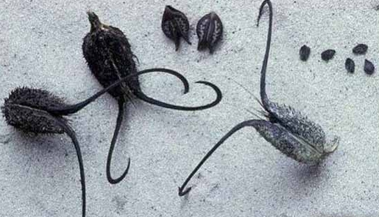 魔鬼爪 奇花异草有哪些:没有最奇特只有更奇特