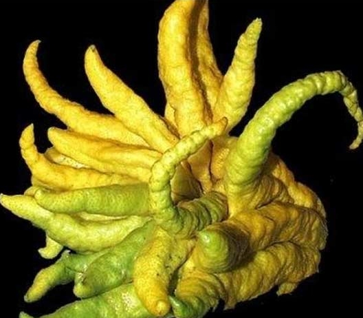 佛手 奇花异草有哪些:没有最奇特只有更奇特