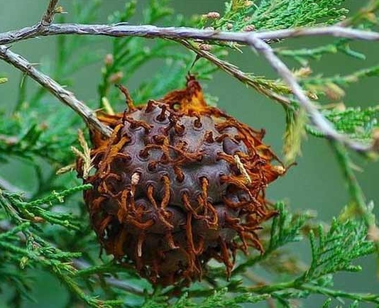胶锈菌瘿 奇花异草有哪些:没有最奇特只有更奇特