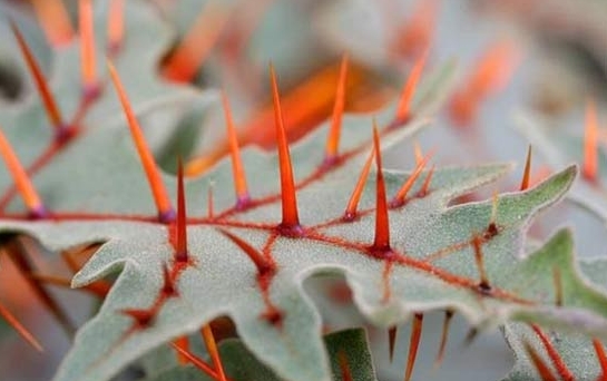刺猬番茄 奇花异草有哪些:没有最奇特只有更奇特