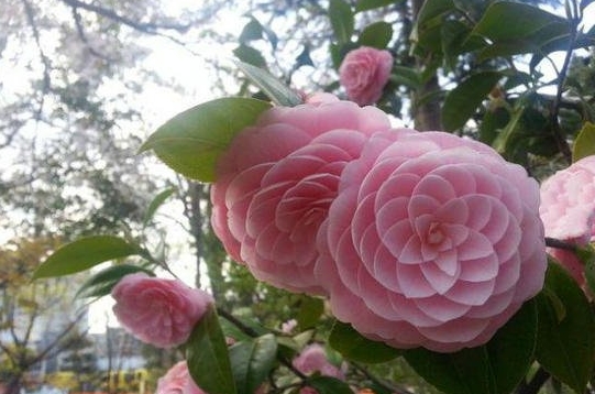 奇花异草有哪些 奇花异草有哪些:没有最奇特只有更奇特